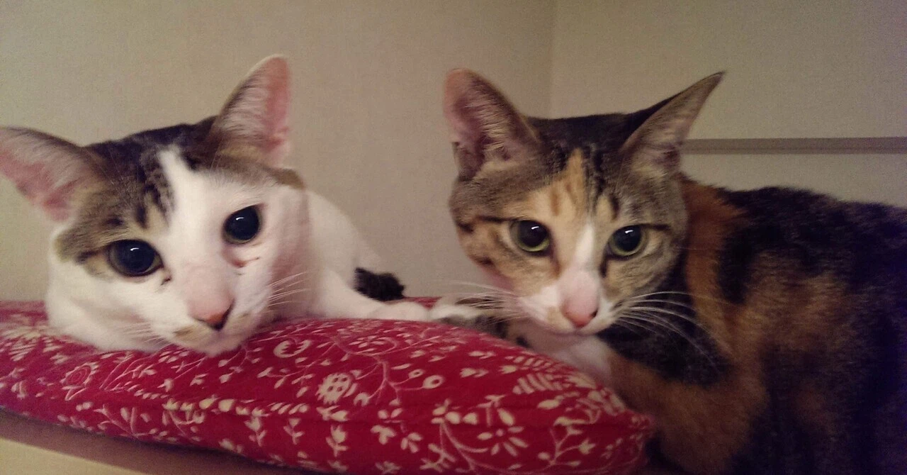 講談に惹かれる理由を冬の義士をきっかけに考えてみる